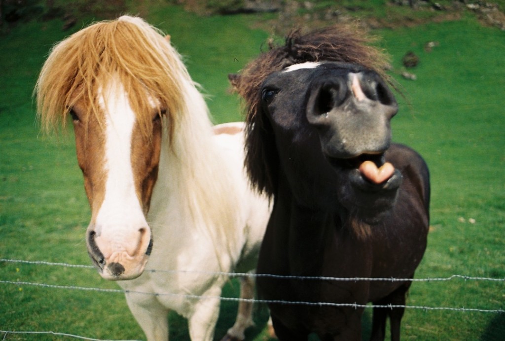 Iceland-Horses